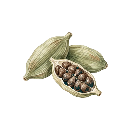 Cardamomo