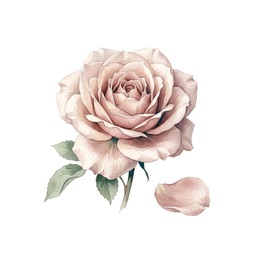 Pétalos de rosa
